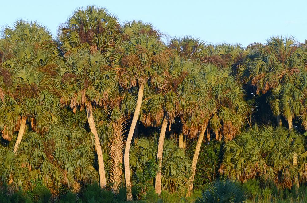 Click to See Next Image